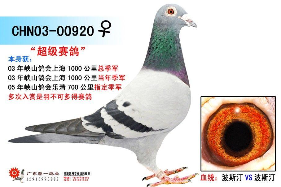 波斯汀系列-广东鼎一鸽业-尊贵赛鸽网-赛鸽,信鸽,铭鸽,种鸽,养鸽及