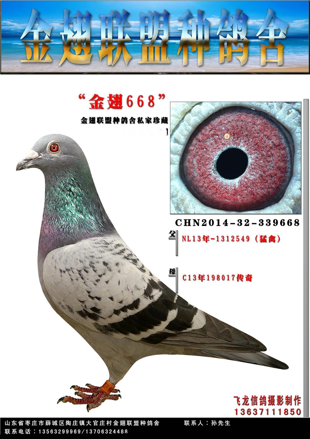 "金翅668"基础种鸽