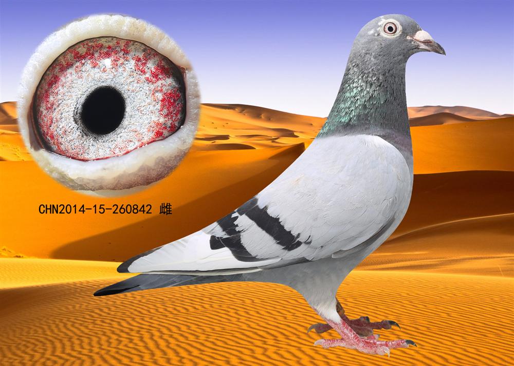 沙漠珍珠——詹森老白眼