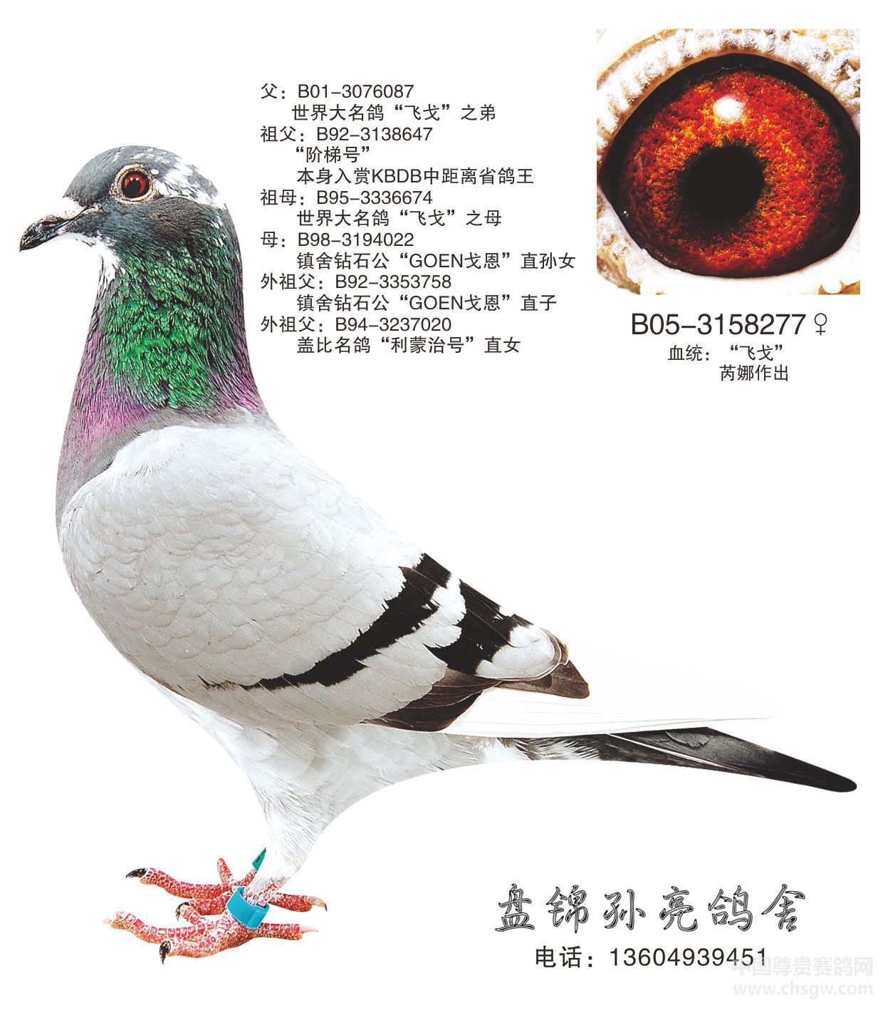 白羽王种鸽求主--中国信鸽信息网相册