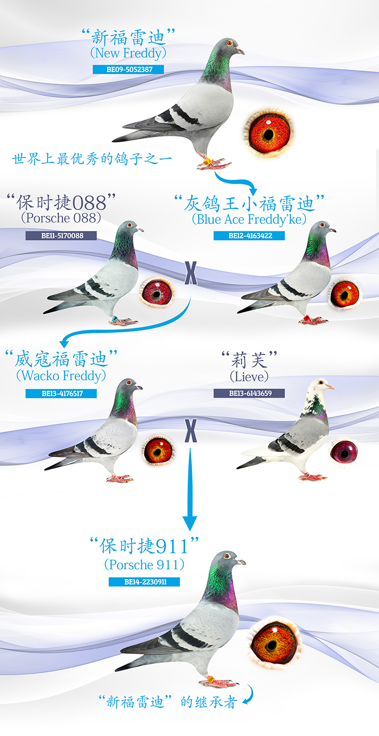 “新福雷迪”超强血系遗传.jpg “新福雷迪”超强血系遗传.jpg