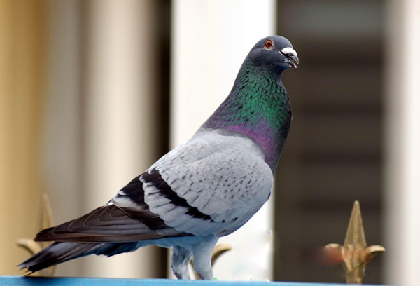 北京延庆信鸽协会：为信鸽爱好者提供的专业支持与指导