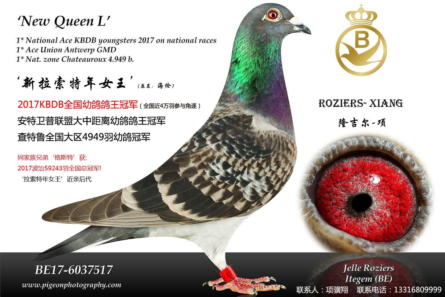 我的鸽子--中国信鸽信息网相册