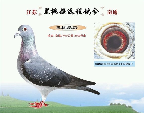 远程鸽_副本.jpg 远程鸽_副本.jpg