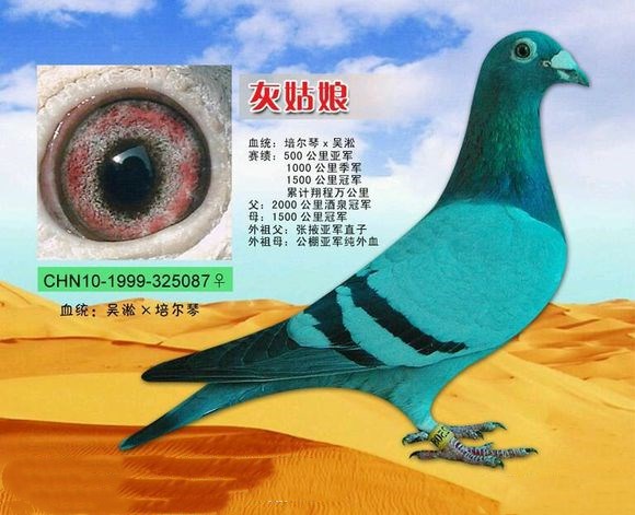 远程鸽1_副本.jpg 远程鸽1_副本.jpg