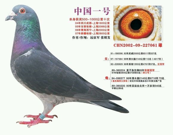 远程鸽5_副本.jpg 远程鸽5_副本.jpg
