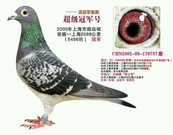远程鸽6_副本.jpg 远程鸽6_副本.jpg