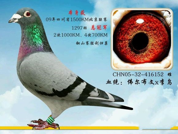远程鸽8_副本.jpg 远程鸽8_副本.jpg