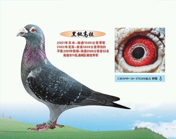远程鸽12_副本.jpg 远程鸽12_副本.jpg