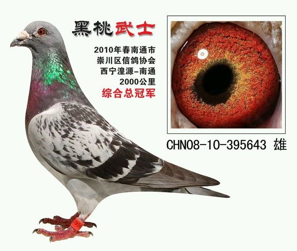 远程鸽9_副本.jpg 远程鸽9_副本.jpg