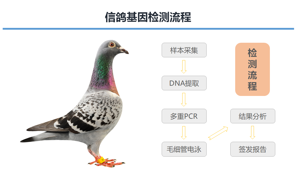 信鸽基因检测流程.png