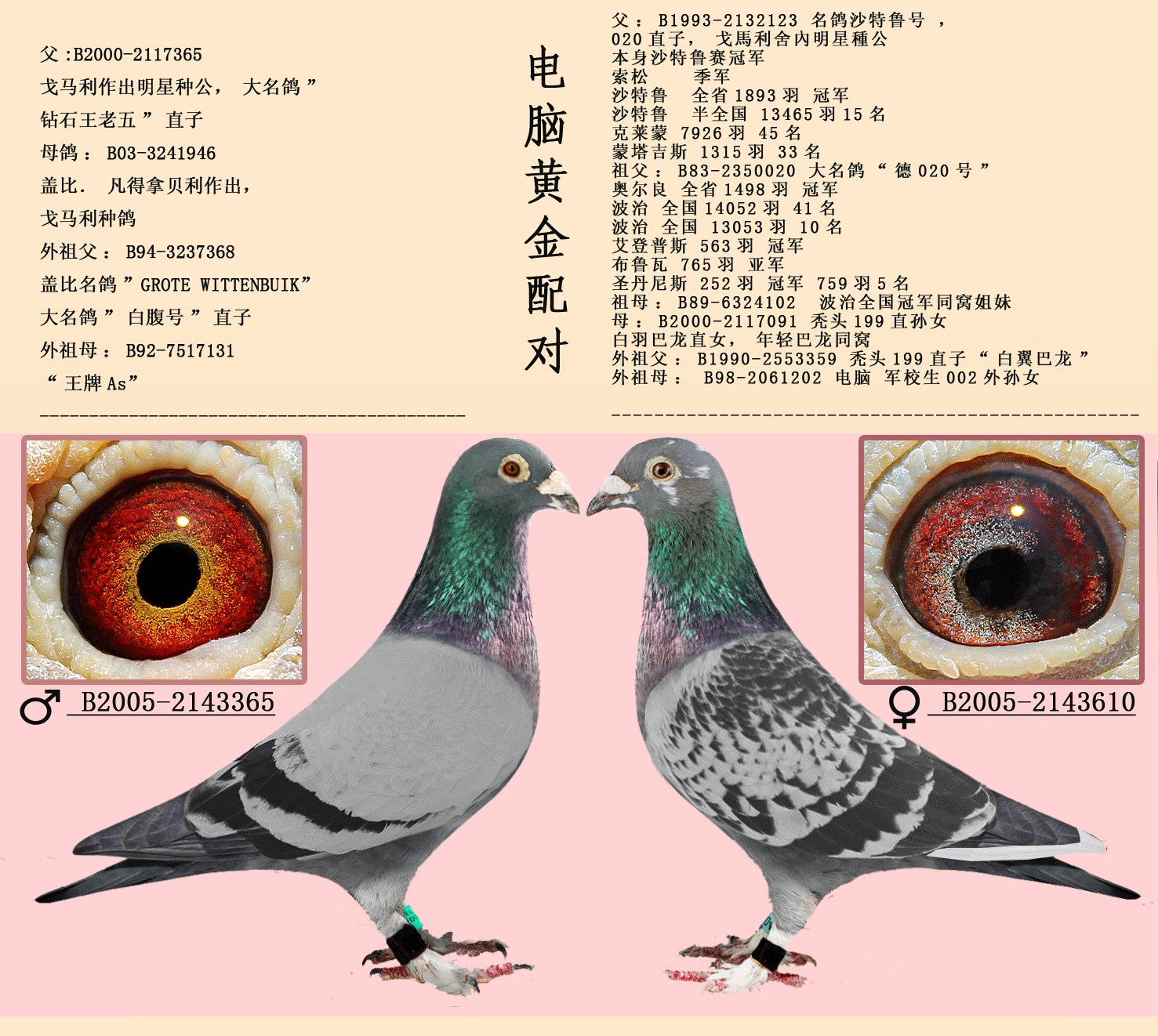 快速鸽眼睛配对大全图,纯种瓦特赛鸽眼睛图片,鸽眼配对成配对图片_大山谷图库