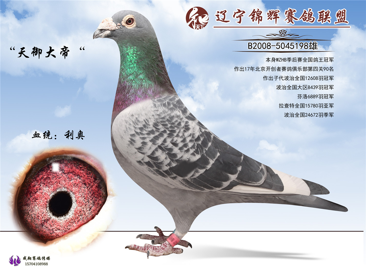 谁有观赏鸽,我想买,最好在汉中这边-天下鸽问-ask.chinaxinge.com