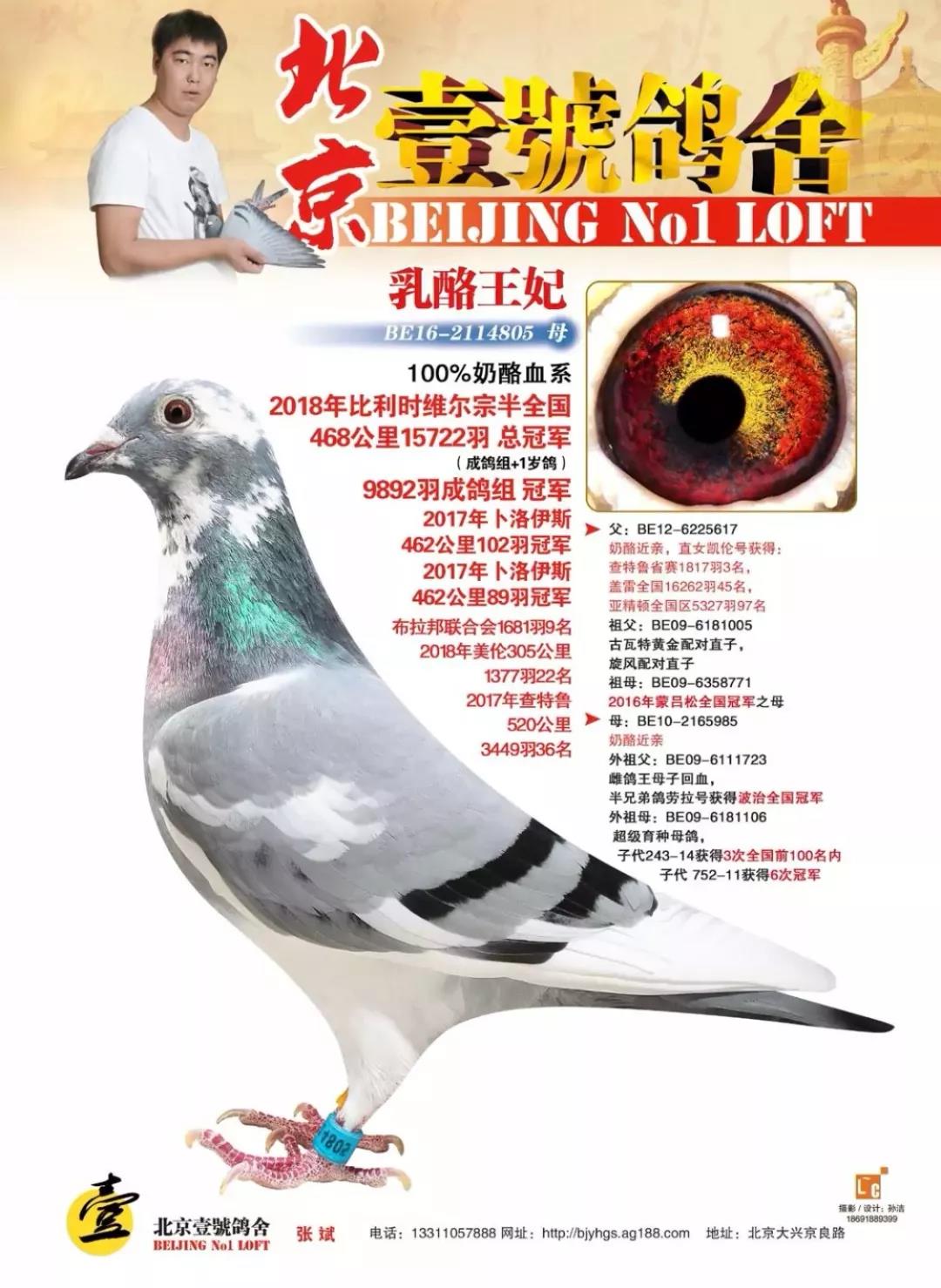 【图集1】2019中国公棚鸽王前三汇总欣赏，值得收藏