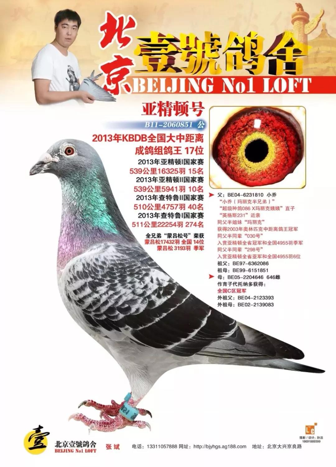 一周鸽声：“最好”的鸽子在河北-信鸽园地-中国信鸽信息网