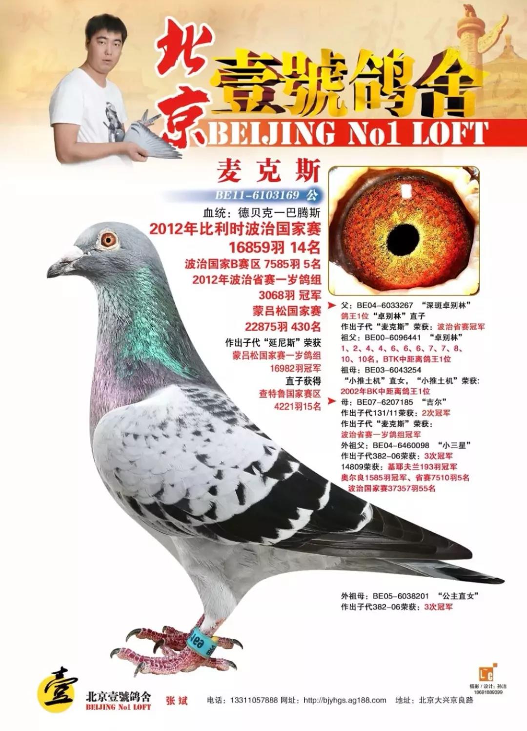 中国金山鸽业,金山鸽业38只种鸽图片 - 伤感说说吧