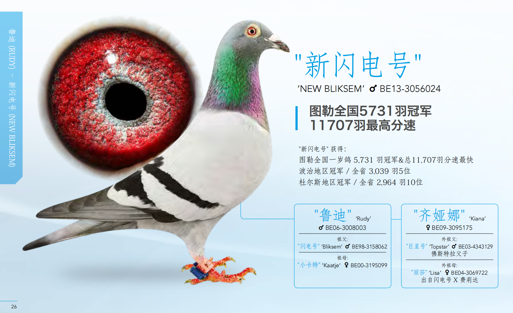 蓝天下的精灵，赛鸽飞扬-大理·弥渡玉凌赛鸽-中国信鸽信息网 www.chinaxinge.com