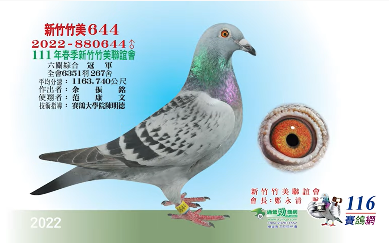 2011年上海各项赛事冠军鸽风采(图)-信鸽园地-中国信鸽信息网