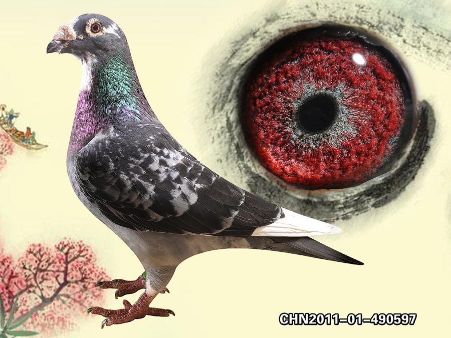 凡龙【年轻路易斯】-北京爱羽铭鸽-尊贵赛鸽网-赛鸽,信鸽,铭鸽,种鸽