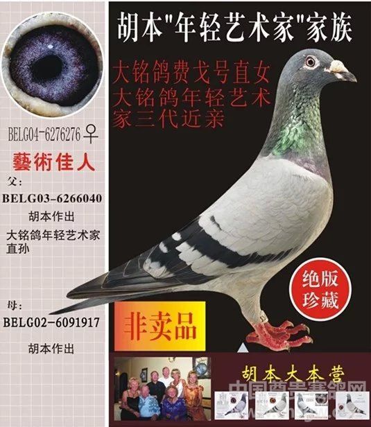 原环鸽胡本-非卖品