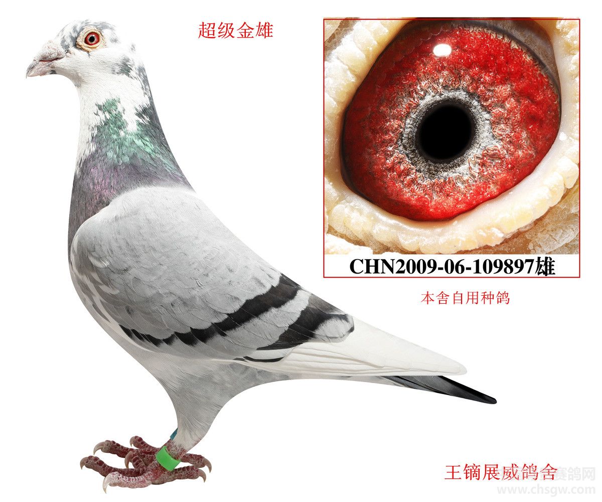 超级种公-辽宁王镝展威鸽舍-尊贵赛鸽网-赛鸽,信鸽,铭鸽,种鸽,养鸽及