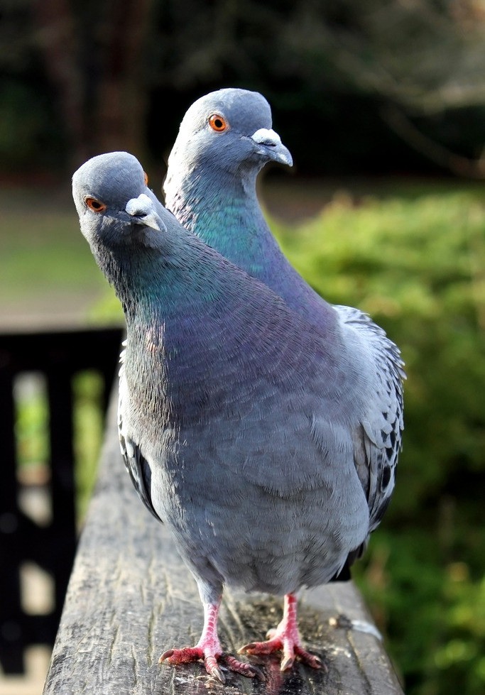 没想到你是这么花心的鸽子!