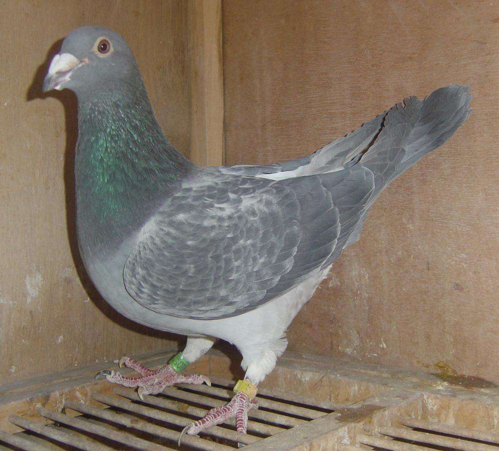 似乎已经好久没进过奖了,鸽子不行,还是养功太差?这些