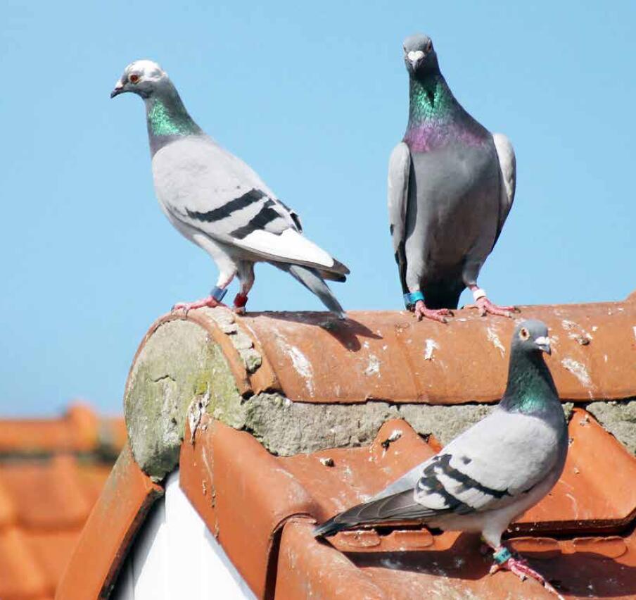 赛鸽归巢后该如何调理