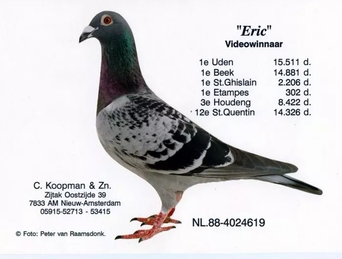 鸽子品种 最贵图片