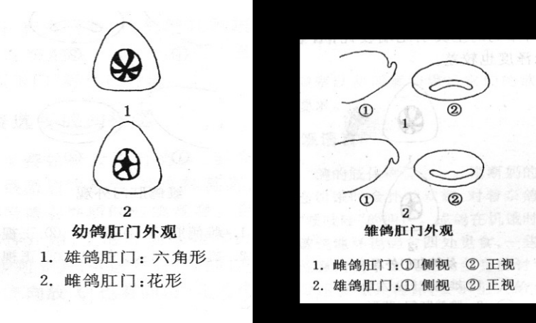 鸽子怎么分公母图片