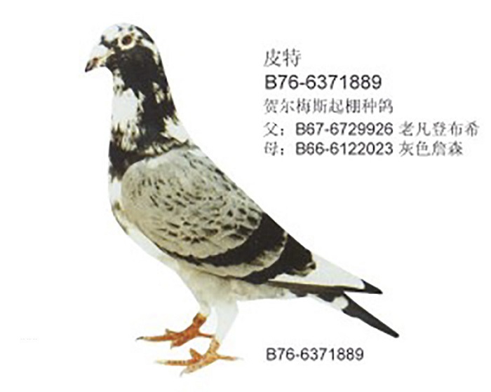 贺尔梅斯先生从9岁就开始接触信鸽.