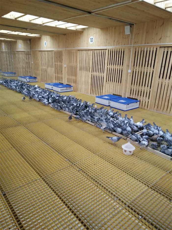 鸽子养不好光抱怨是没有用的