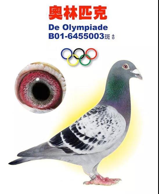奥林匹克003信鸽图片图片
