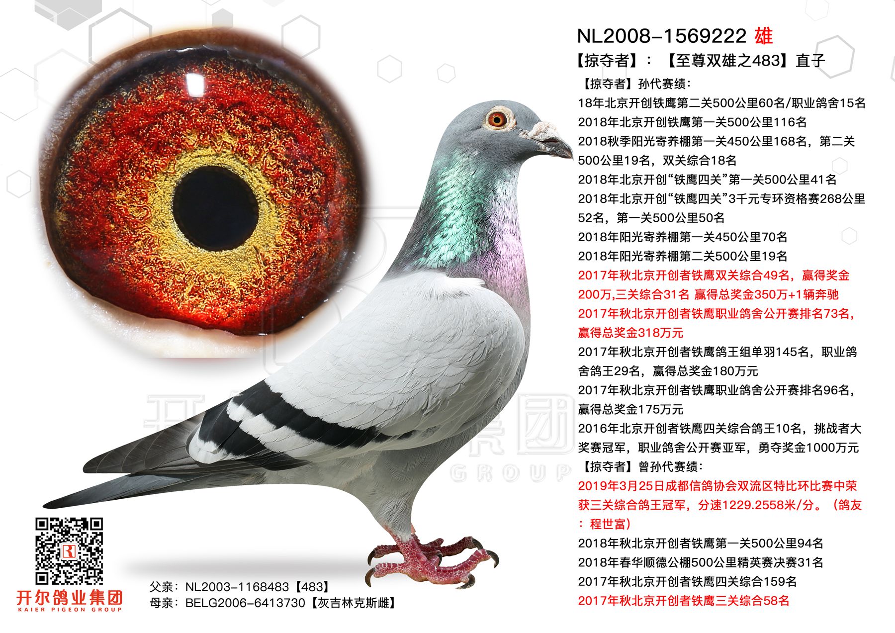 杨欧瓦克信鸽的特点图片
