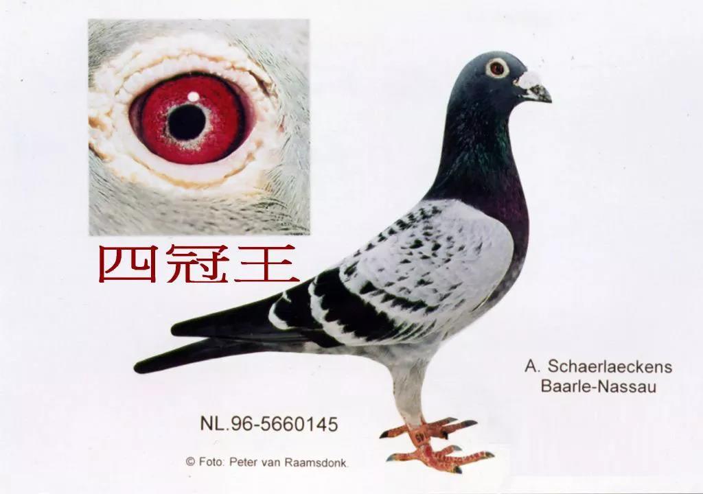 尹百龙种鸽图片图片