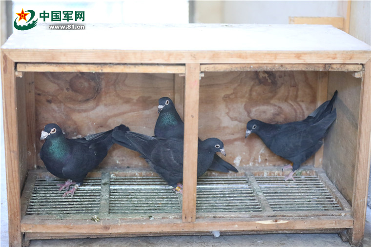 兵鸽鸽自述揭秘全军唯一的一支军鸽部队