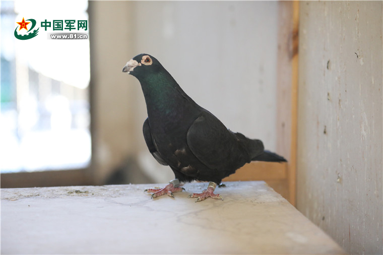 兵鸽鸽自述揭秘全军唯一的一支军鸽部队
