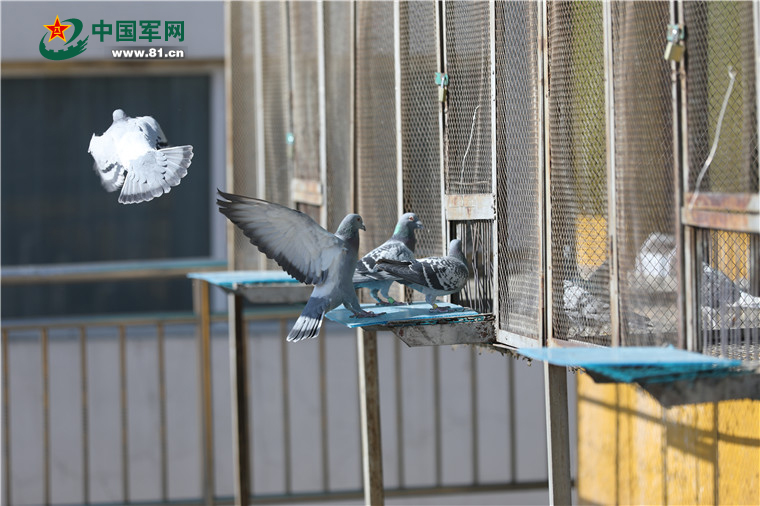 兵鸽鸽自述揭秘全军唯一的一支军鸽部队