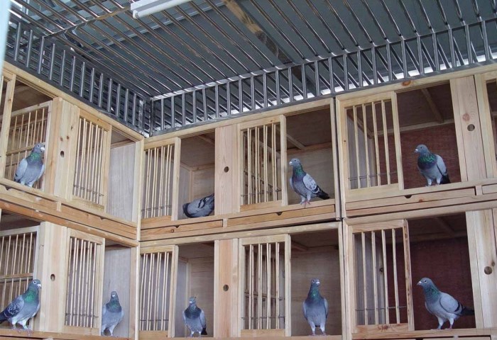 夺冠鸽舍的秘密将简单的东西做好做到极致