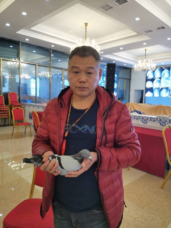 杨会泉福齐获奖鸽图片图片