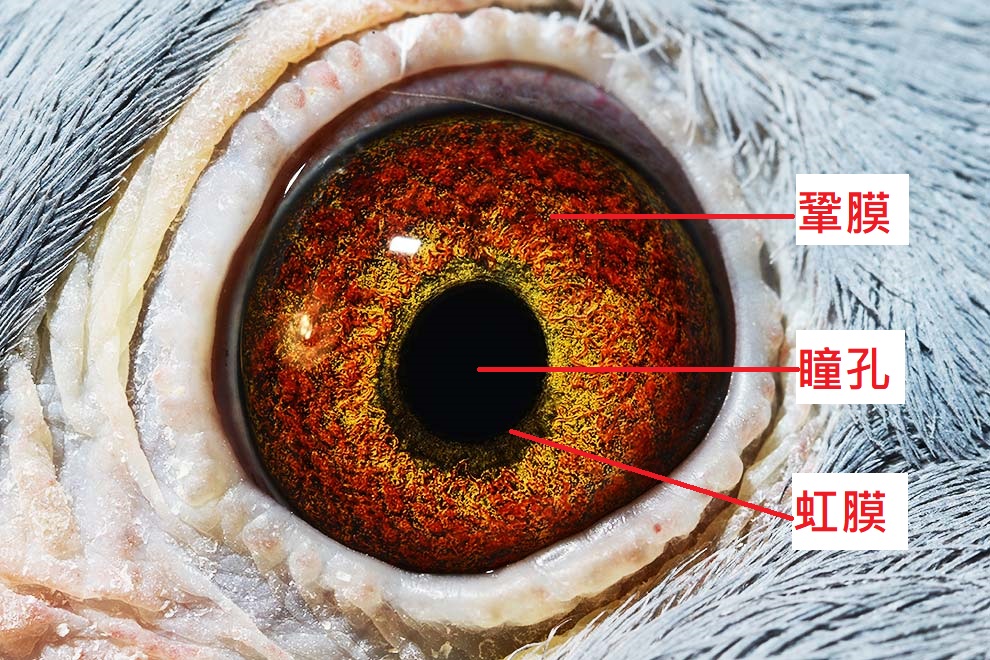 鸽子的眼睛分析图图片