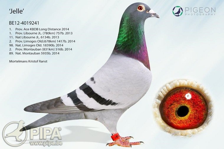 大胆指定两场大赛接连夺冠的两羽神奇兄弟