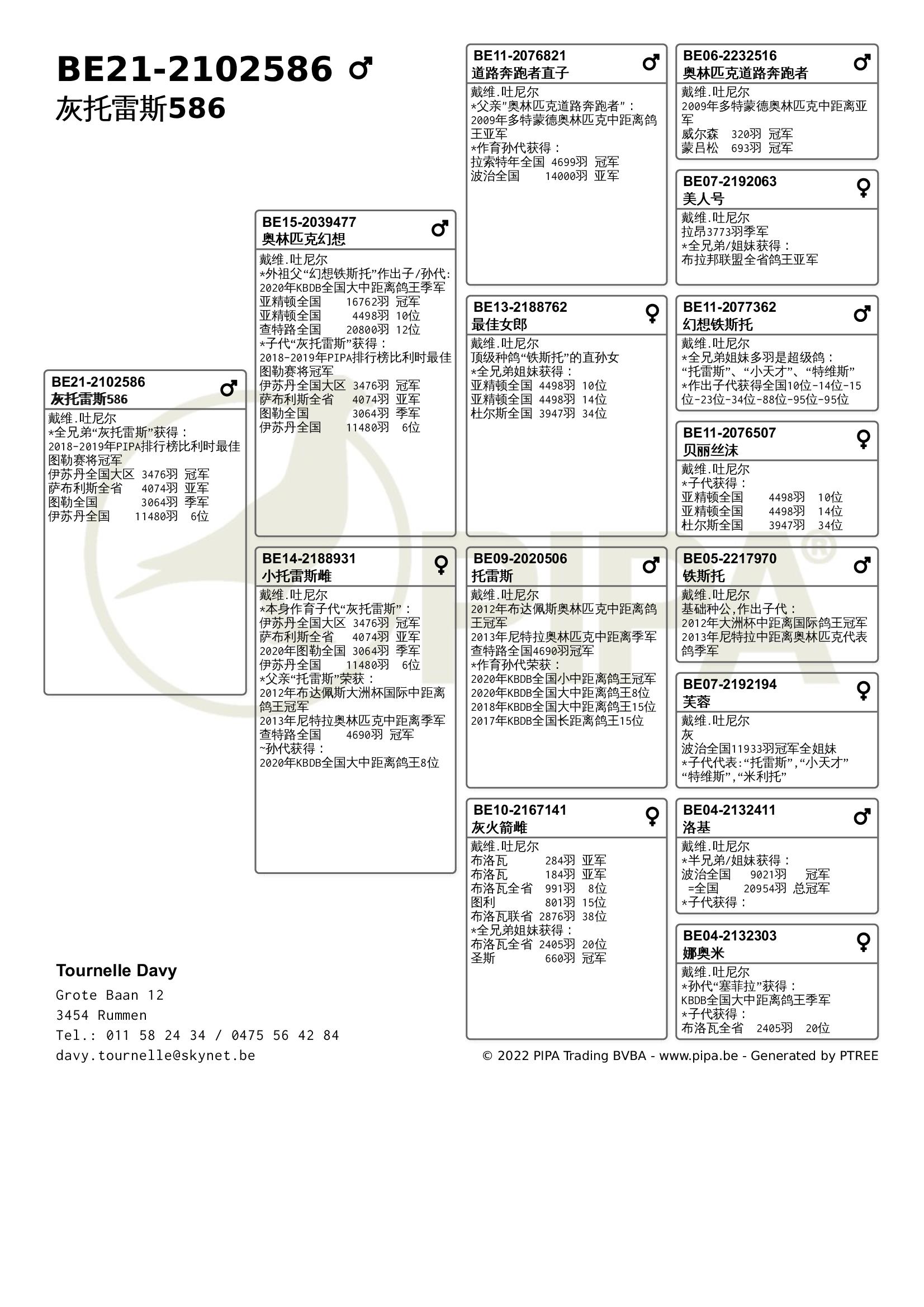 比利时鸽子血统大全图图片