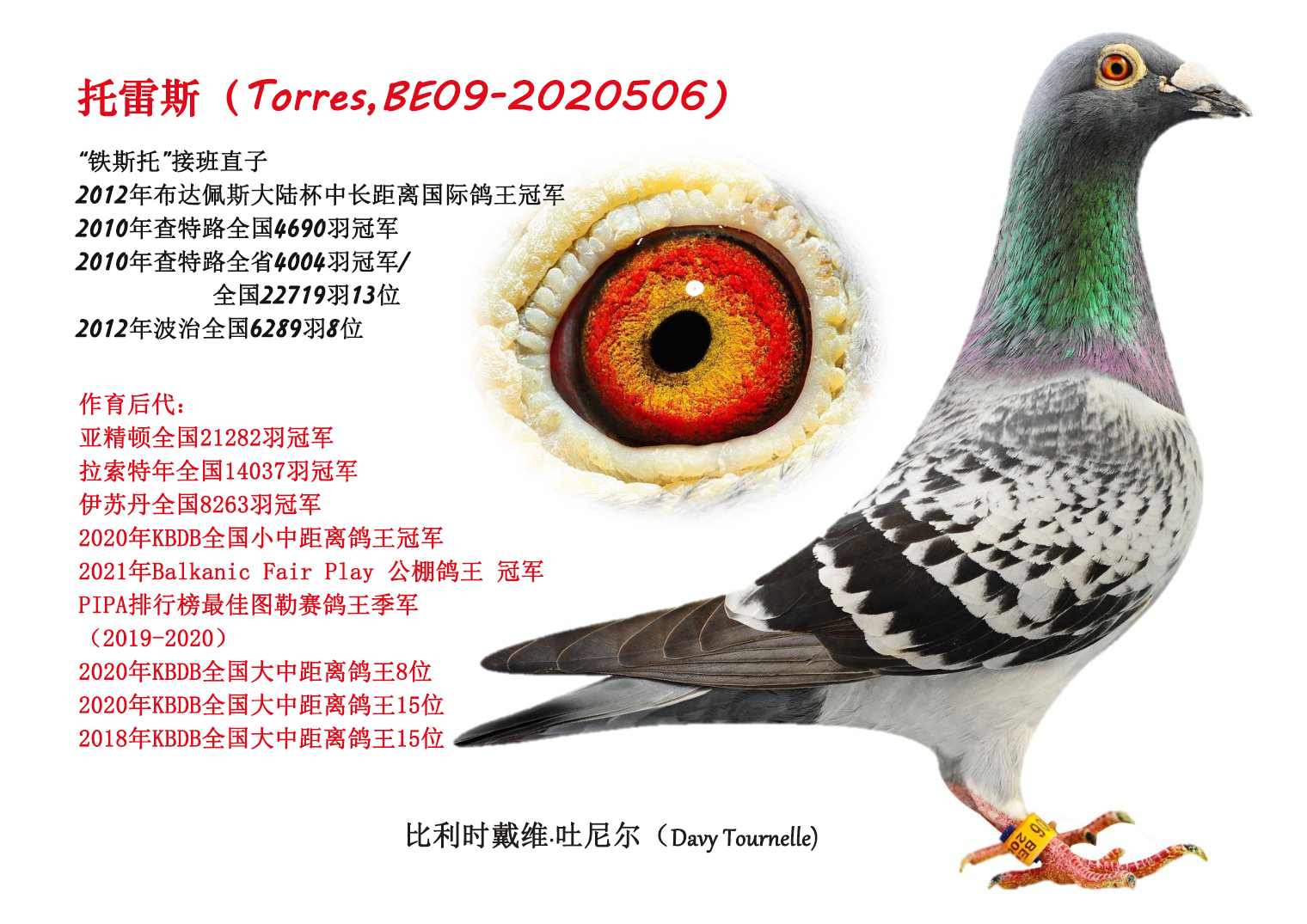 "全能鸽系"戴维.吐尼尔2023年获奖鸽赏析